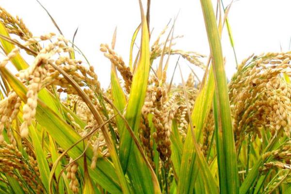瑞两优958水稻种子简介，两年区试全生育期150.2天