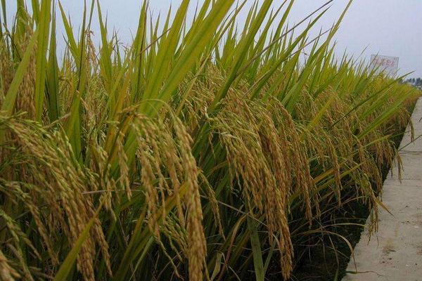 M两优五山丝苗水稻种子特征特性，该品种基部叶叶鞘绿色