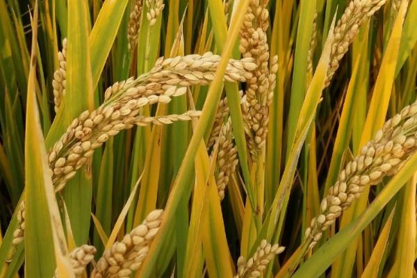 雅思优134水稻品种的特性，综合防治病虫害