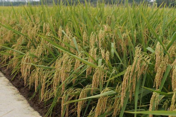 野香优雅禾水稻种子特点，综合防治病虫害