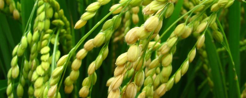 M两优五山丝苗水稻种子特征特性，该品种基部叶叶鞘绿色