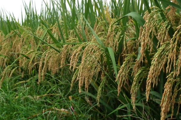 恒两优玉占水稻种简介，综合防治病虫害