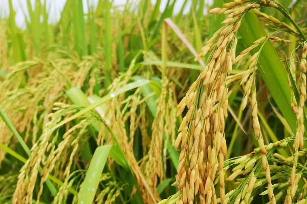蓉5优674水稻种简介，该品种基部叶叶鞘中等紫色