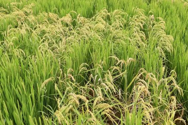 川康优粤禾丝苗水稻种子特征特性，该品种基部叶叶鞘绿色