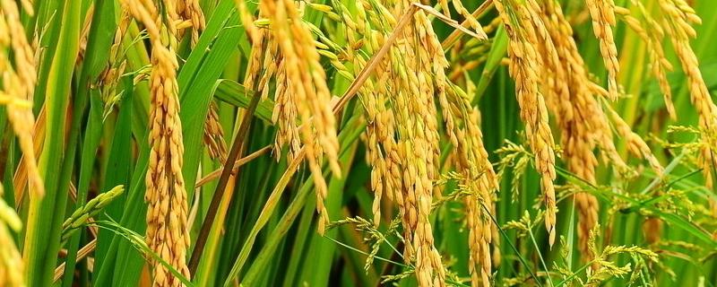 花优金丝苗水稻品种简介，该品种基部叶叶鞘绿色