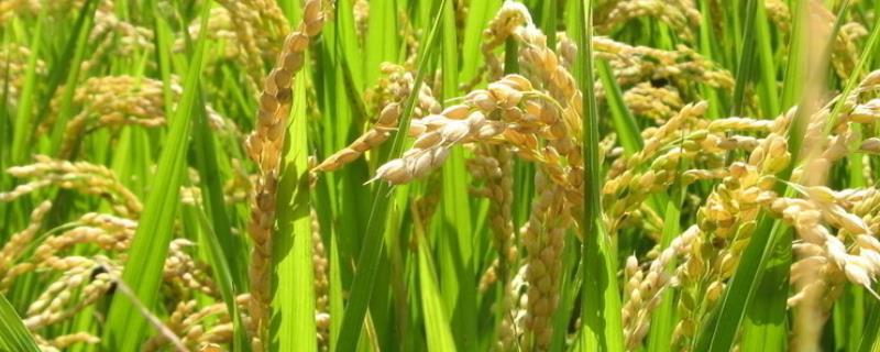 锦城优787水稻种子特点，综合防治病虫害