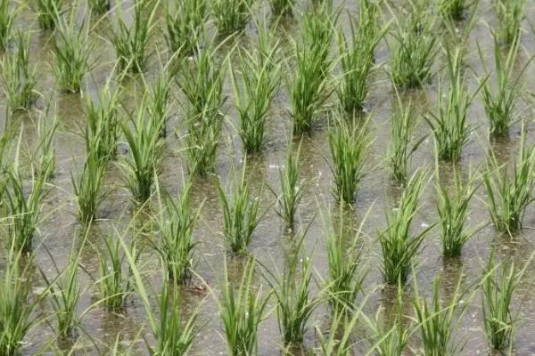 锦城优4245水稻种子介绍，该品种基部叶叶鞘绿色