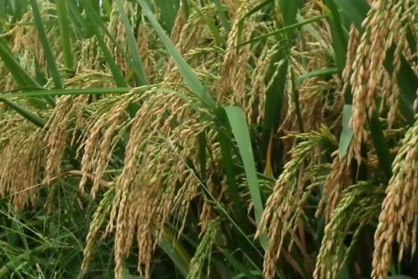 川康优620水稻种子介绍，该品种基部叶叶鞘绿色
