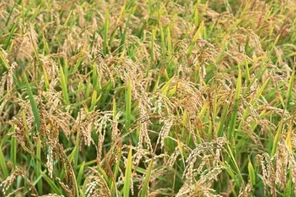 双优4541水稻品种的特性，该品种基部叶叶鞘绿色