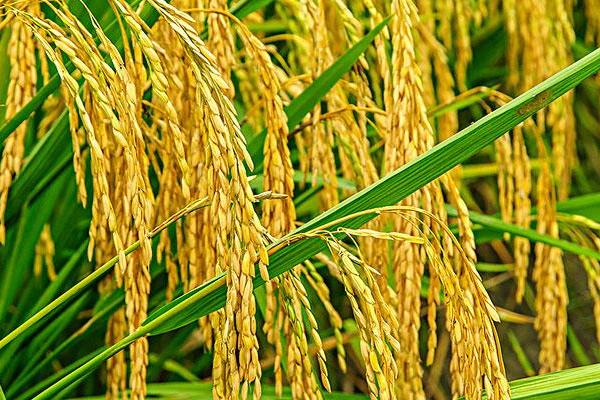 锦城优4245水稻种子介绍，该品种基部叶叶鞘绿色