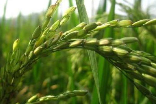 千乡优626水稻种子特征特性，综合防治病虫害