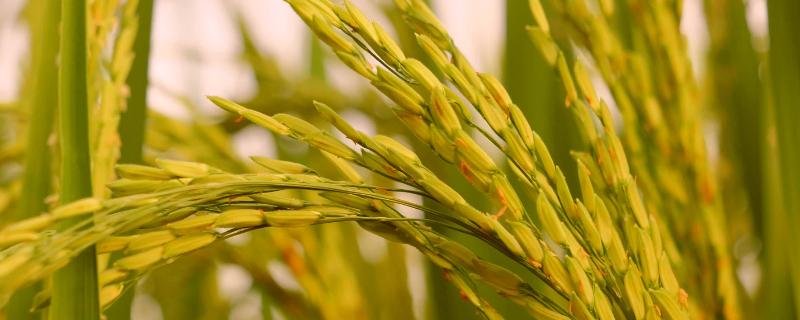 锦城优2674水稻种子特征特性，综合防治病虫害