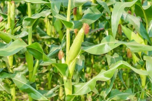 惠农青4号玉米品种的特性，中抗丝黑穗病和灰斑病