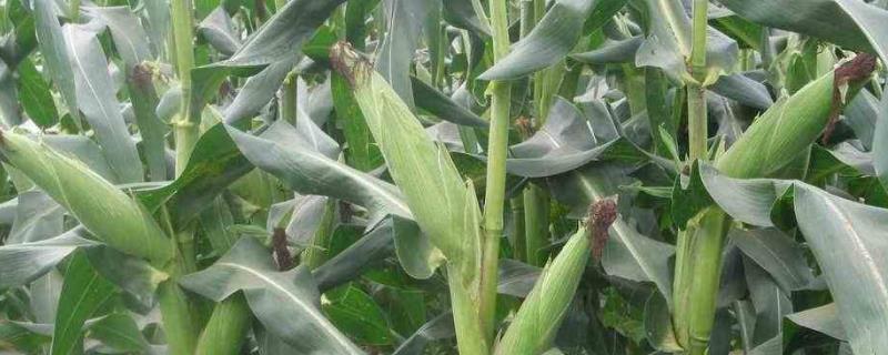 超龙玉168（区试名称：CLY168）玉米种子特点，种植密度为3500株/亩左右