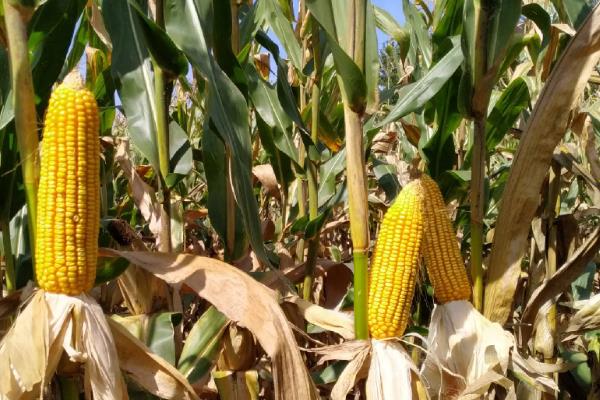 万糯2018玉米种子特点，追尿素每亩15千克