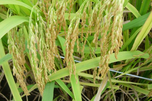金旱1号水稻品种的特性，每亩6万~8万穴