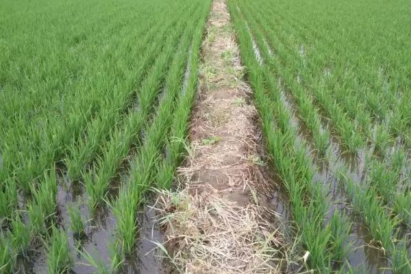 金旱1号水稻品种的特性，每亩6万~8万穴