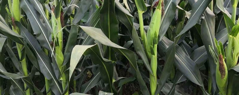 惠农单7号（区试名称：惠农202）玉米种简介，结合每亩施尿素30千克