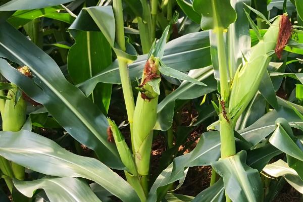 惠农单7号（区试名称：惠农202）玉米种简介，结合每亩施尿素30千克