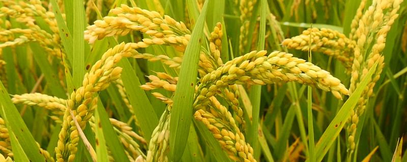 双优785水稻种子简介，全生育期为154.9天