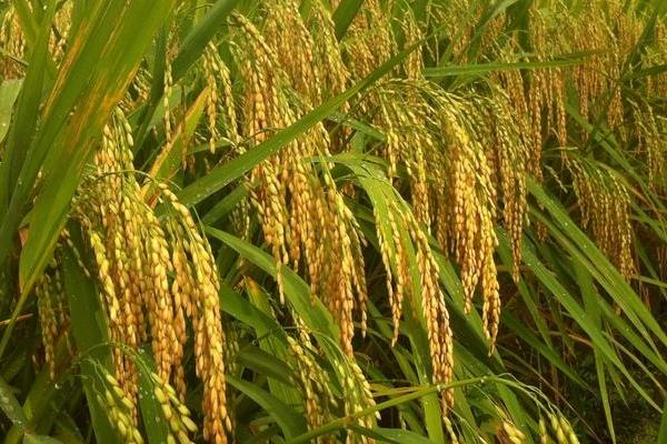 广8优龙丝苗水稻品种简介，每亩栽插5万穴左右