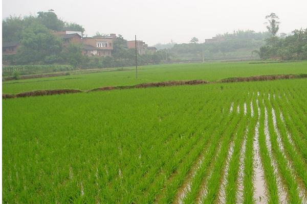 广8优龙丝苗水稻品种简介，每亩栽插5万穴左右