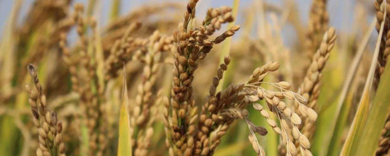 泰丰优1090水稻种简介，注意稻瘟病和其它病虫害防治