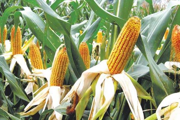 玉皇571玉米种简介，能充分发挥该品种的丰产潜力