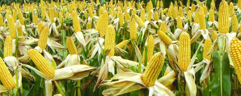 益农2037玉米品种的特性，抽雄期注意防治蚜虫