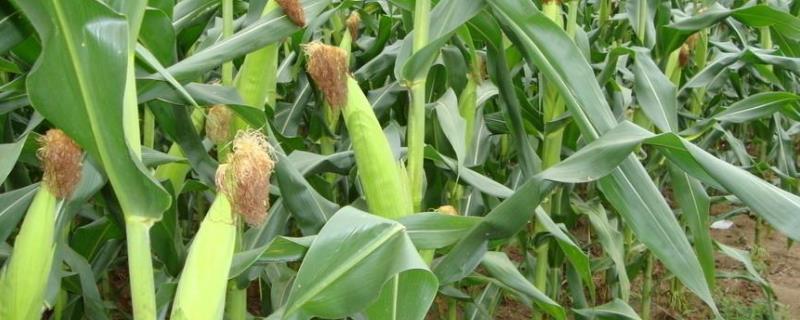 周亿2号玉米品种的特性，云南最佳播种节令4-5月份