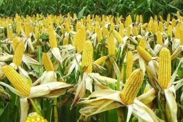 晨光9号玉米种子特点，属高杆中穗型品种