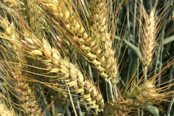 滇麦12号小麦品种的特性，白粉病高抗
