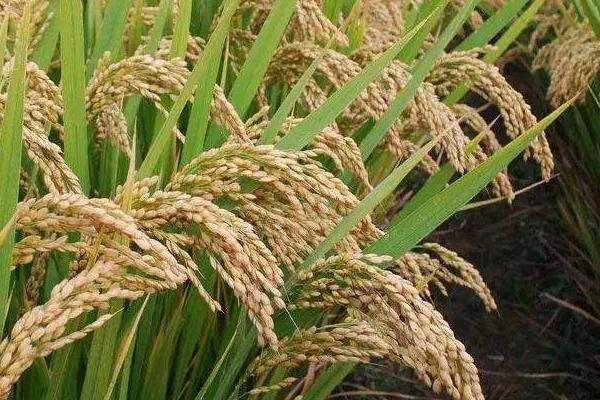傣家小软谷水稻种子介绍，把握好播种移栽时间
