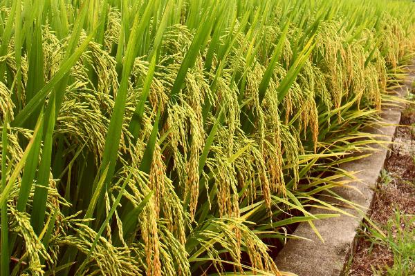 傣家小软谷水稻种子介绍，把握好播种移栽时间