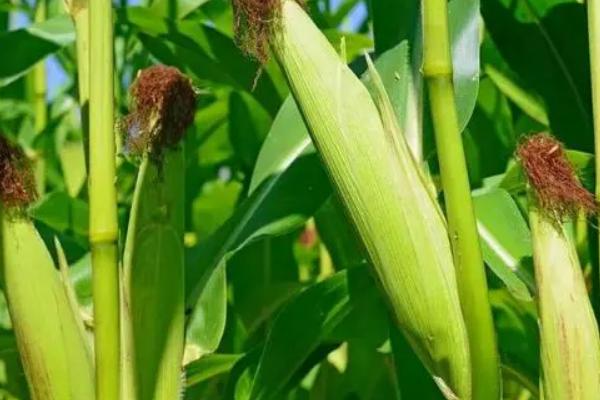 益鑫6号玉米种子特征特性，中抗茎腐病和穗腐病