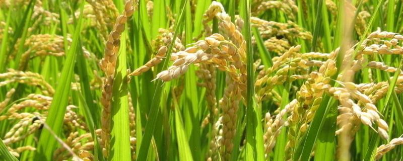 楚粳55号水稻种子特征特性，中抗白叶枯病