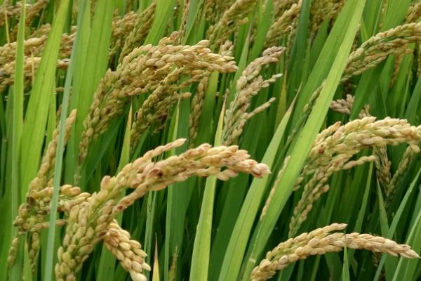 楚粳55号水稻种子特征特性，中抗白叶枯病