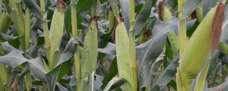 五单2号玉米种子介绍，注意防治病虫害