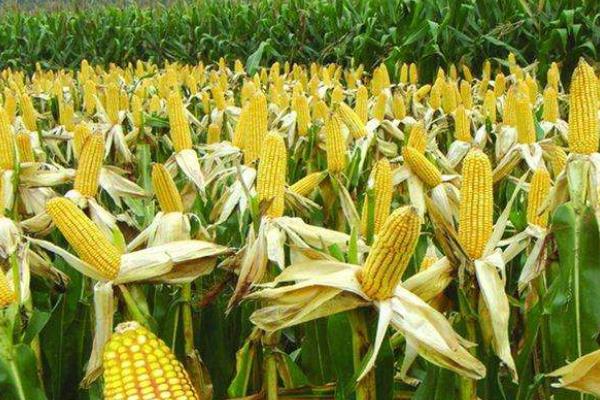 恩喜爱2号玉米品种的特性，每亩适宜密度3500株左右