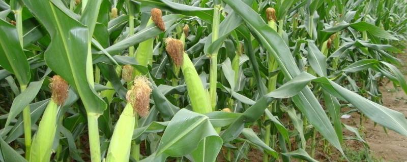恩喜爱2号玉米品种的特性，每亩适宜密度3500株左右