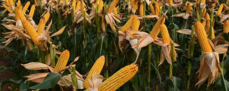 农科大18玉米种子特点，注意防治病虫害