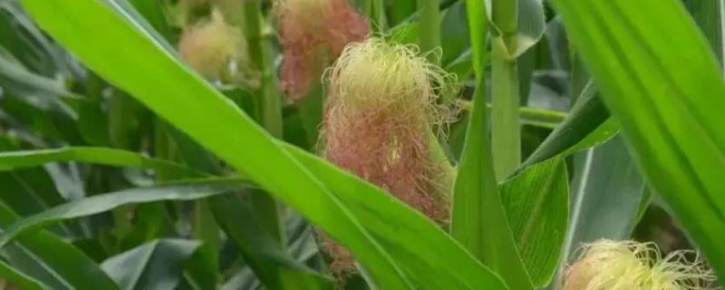 登海DX1811玉米种子特征特性，适宜播种期6月上旬～6月中旬
