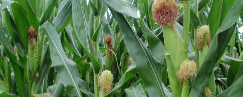 户单5000玉米种简介，适宜播种期6月上旬～6月中旬
