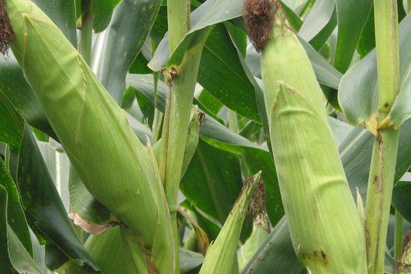 雄玉1587玉米品种的特性，每亩适宜密度4000株