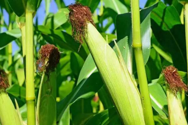 雅禾28玉米品种的特性，每亩用15千克尿素