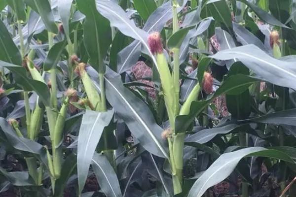 雅禾28玉米品种的特性，每亩用15千克尿素