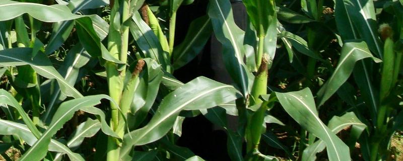 家吉668玉米品种简介，及时防治螟虫和粘虫