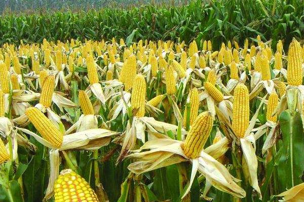 强德819玉米种简介，应选择中等以上肥力地块种植