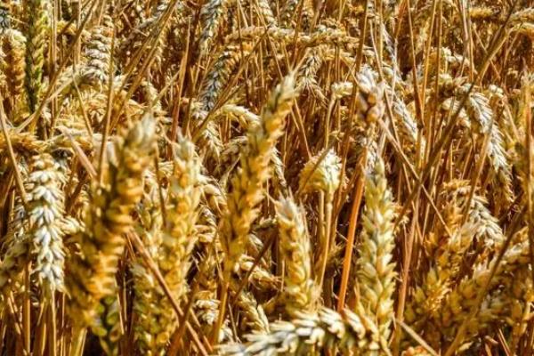 西农175小麦种子特征特性，注意防治病虫害