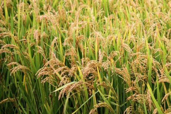 泰优香占水稻种子简介，全生育期平均155.8天